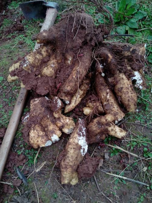 野山药的营养价值 吃野山药的好处